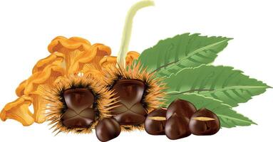 Chestnuts and mushrooms vector