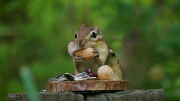 A Squirrel is feasting on nuts in the outdoor area video