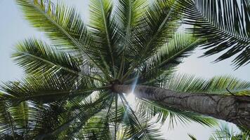 Low angle view of tall palm trees summer. Sunlight shining through coconut trees from bottom. Beautiful view tropical island beach background. video