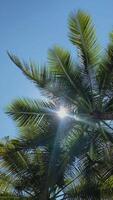 Low angle view of tall palm trees summer. Sunlight shining through coconut trees from bottom. Beautiful view tropical island beach background. video