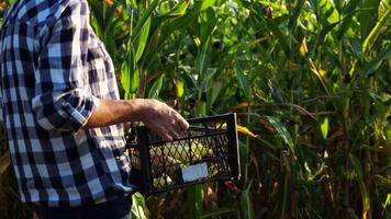 Female farmer with plastic harvest box explores corn stems while going at field. Adult beautiful agronomist in straw hat examines maize stalks during walking at meadow. Agricultural business concept video
