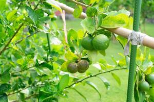 Fresh Lime Fruits on the Tree in Orchard photo
