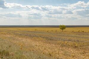 lonely tree in the steppe of Kazakhstan photo