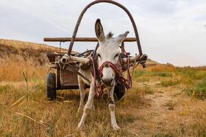 donkey with a cart in the field photo