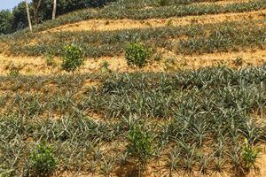 Pineapple plantation in China photo