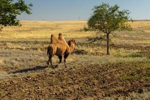 Bactrian camel, kazakhstan, camel goes to a green tree photo