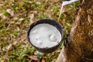 Rubber tapping, Bowl for collecting latex from a rubber Tree photo