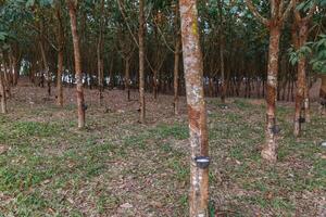 Rubber Tree plantation photo