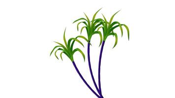 Sugarcane tree animation background video