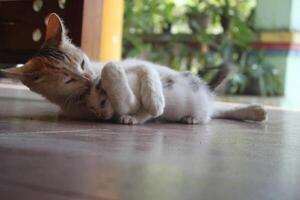 kitten with its mother photo