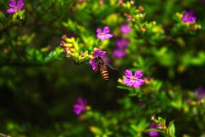bee on the flower photo