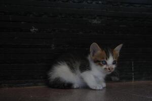 kitten with its mother photo