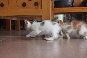 kitten with its mother photo