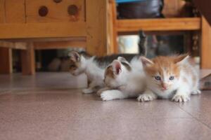 kitten with its mother photo