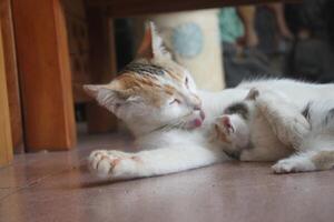 kitten with its mother photo