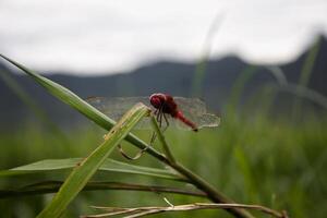 red dragonfly on the grass photo