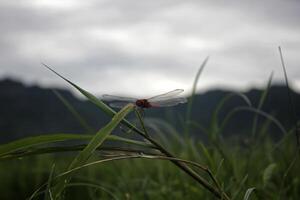 red dragonfly on the grass photo