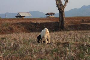 group of goat eating grass photo