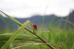 red dragonfly on the grass photo