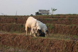 group of goat eating grass photo