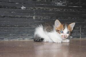 kitten with its mother photo