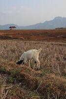 group of goat eating grass photo