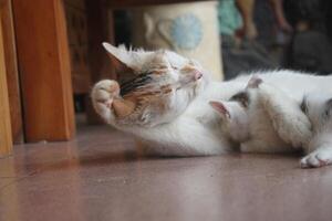 kitten with its mother photo
