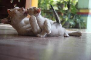 kitten with its mother photo