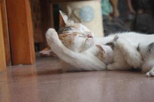 kitten with its mother photo