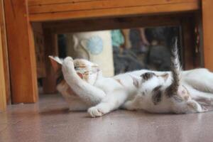 kitten with its mother photo