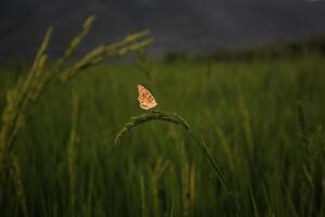 butterfly on the flower photo