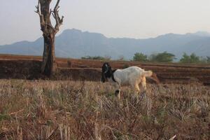 group of goat eating grass photo