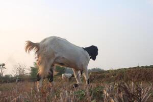 group of goat eating grass photo