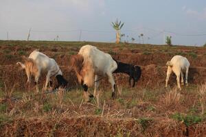group of goat eating grass photo