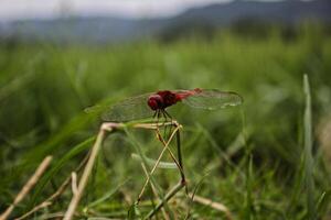 red dragonfly on the grass photo