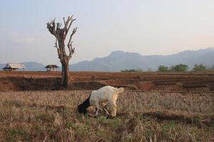 group of goat eating grass photo