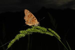 butterfly on the flower photo