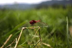 red dragonfly on the grass photo
