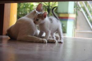 kitten with its mother photo