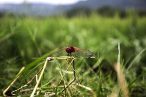 red dragonfly on the grass photo