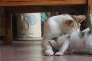 kitten with its mother photo