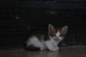 kitten with its mother photo
