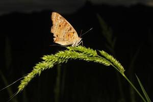 butterfly on the flower photo