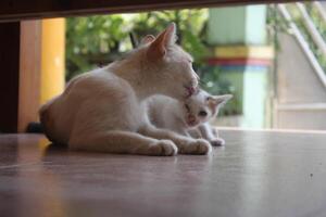 kitten with its mother photo