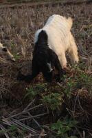 group of goat eating grass photo