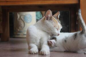 kitten with its mother photo