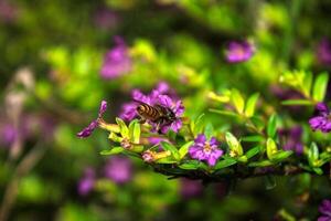 bee on the flower photo