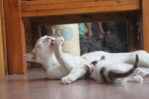 kitten with its mother photo