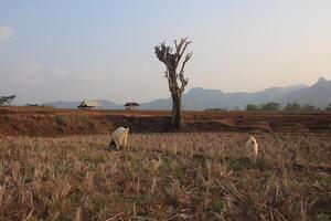 group of goat eating grass photo
