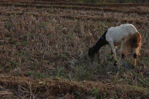 group of goat eating grass photo